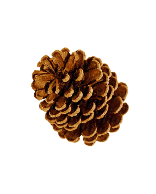 cone
