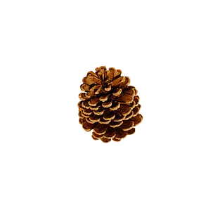 cone