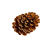 cone